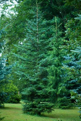 Picea jezoensis - smrk ajanský (110) - celek